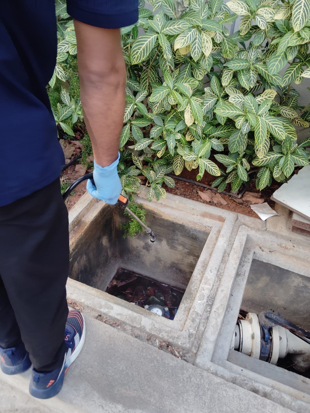 Pest control service Mysore