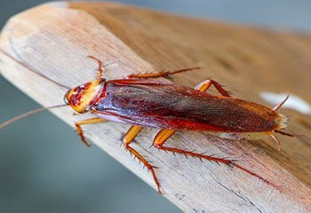 Cockroach Control in Mysore