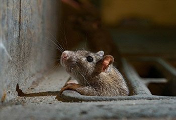 Rodent Control in Mysore