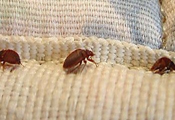 Bed Bug Control in Mysore