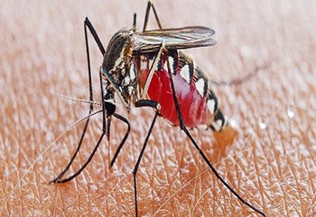 Mosquito Control in Mysore