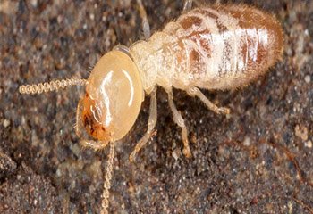 Termite Control in Mysore
