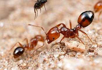 Ant Control in Mysore