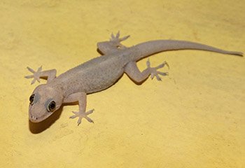 Lizard Control in Mysore